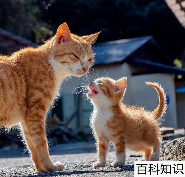 猫怎么插网线（猫怎么插网线照片）