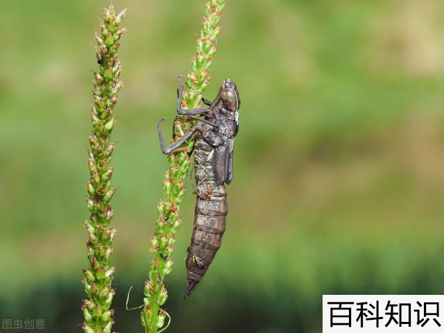 米虫的网络意思（网络词米虫）