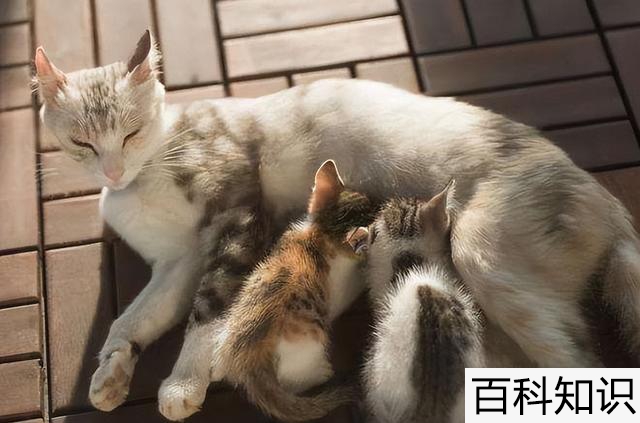 猫怎么插网线（猫怎么插网线照片）