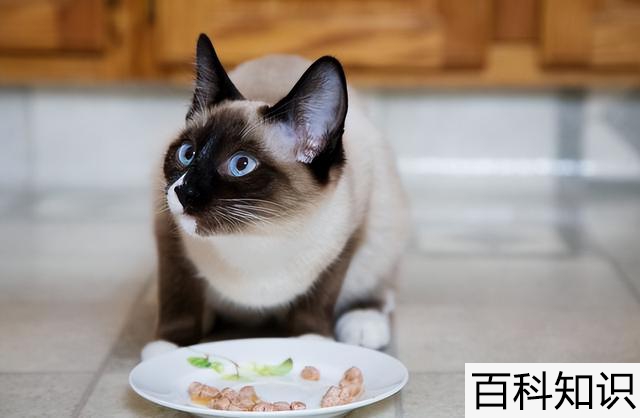 猫怎么插网线（猫怎么插网线照片）