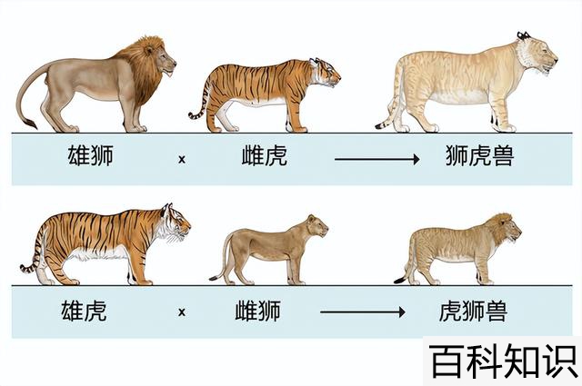 马和猪在一起对谁不利（马和猪在一起对谁不利）