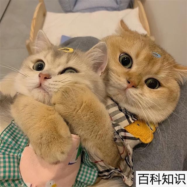 猫怎么插网线（猫怎么插网线照片）