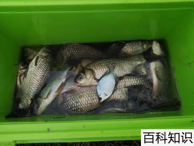 现在菜籽饼多少钱一吨，菜籽饼多少钱一公斤？