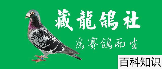 通过环号怎么查信鸽2020.12.6006220，通过环号怎么查信鸽？