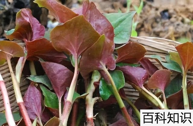 羊蹄子棵野菜孕妇能不能吃，羊蹄子野菜孕妇可以吃吗