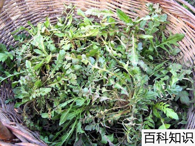 羊蹄子棵野菜孕妇能不能吃，羊蹄子野菜孕妇可以吃吗