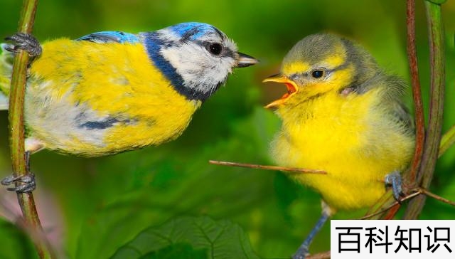 幼鸟和雏鸟的区别图片，幼鸟和雏鸟的区别图片大全