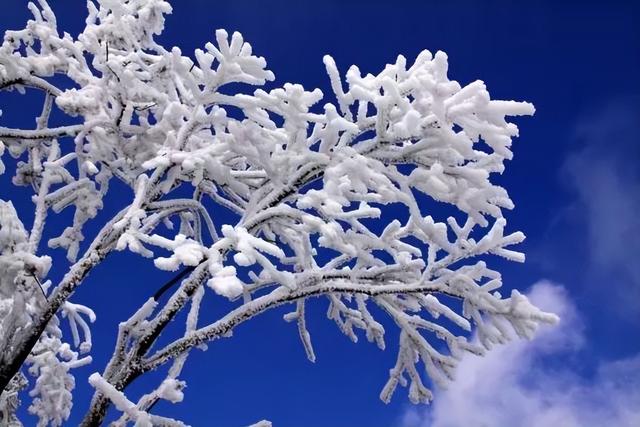 雪花什么的落下来，雪花什么的落下来落到了什么的叶上？