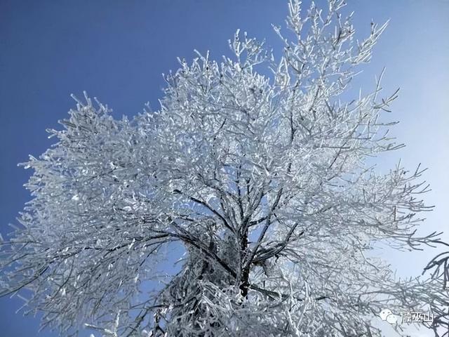 雪花什么的落下来，雪花什么的落下来落到了什么的叶上？